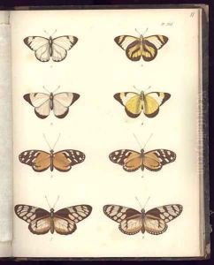 Lepidoptera by Humboldt, Friedrich Alexander, Baron von