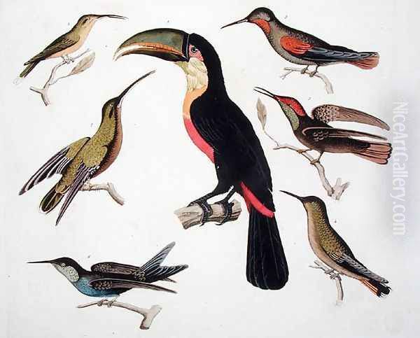 Native birds including the Toucan centre Amazon Brazil - view 1