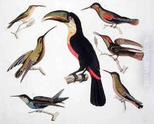 Native birds including the Toucan centre Amazon Brazil by Humboldt, Friedrich Alexander, Baron von