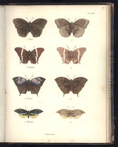 Lepidoptera 2 - view 1