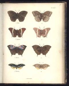Lepidoptera 2 by Humboldt, Friedrich Alexander, Baron von