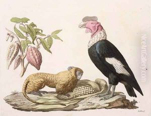 Lion monkey and condor native to Chile or Ecuador by Humboldt, Friedrich Alexander, Baron von