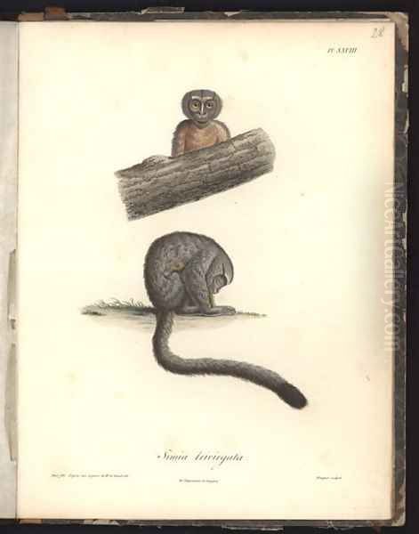 Simia trivirgata - view 1