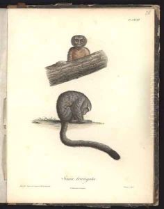 Simia trivirgata