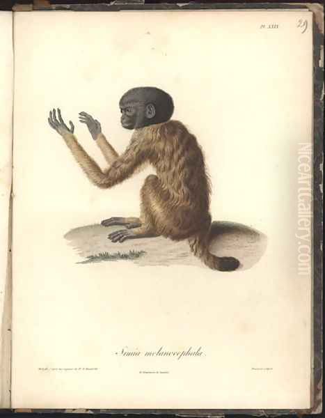 Simia melanocephala - view 1