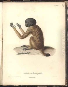 Simia melanocephala