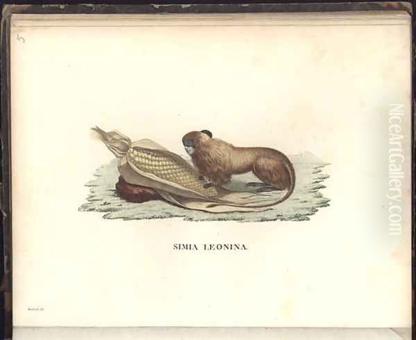 Simia leonina - view 1