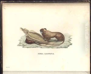 Simia leonina by Humboldt, Friedrich Alexander, Baron von