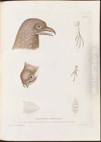 Steatornis caripensis - view 1