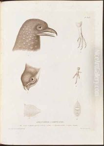 Steatornis caripensis by Humboldt, Friedrich Alexander, Baron von
