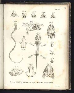 Sceleta Strenis Lacertinae et Protei Mexicani by Humboldt, Friedrich Alexander, Baron von