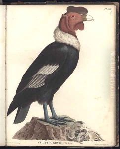The Male Condor Vultur gryphus by Humboldt, Friedrich Alexander, Baron von