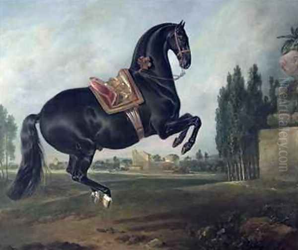 A black horse performing the Courbette 2 - view 1