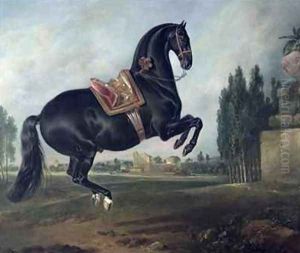 A black horse performing the Courbette 2