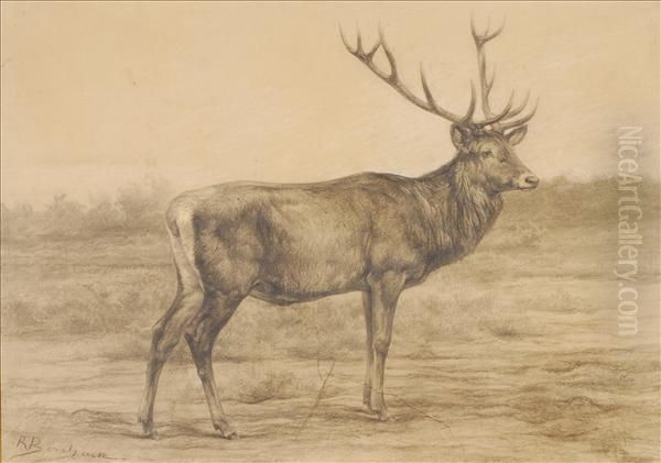 Red Deer Stag - view 1