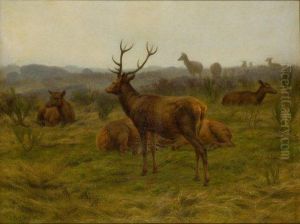 Cerf Repu Au Milieu D'une Harde De Biches