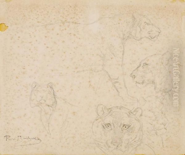 Lion Studies - view 1