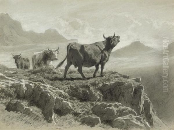Cattle In The Highlands Greeting The Dawn - view 1
