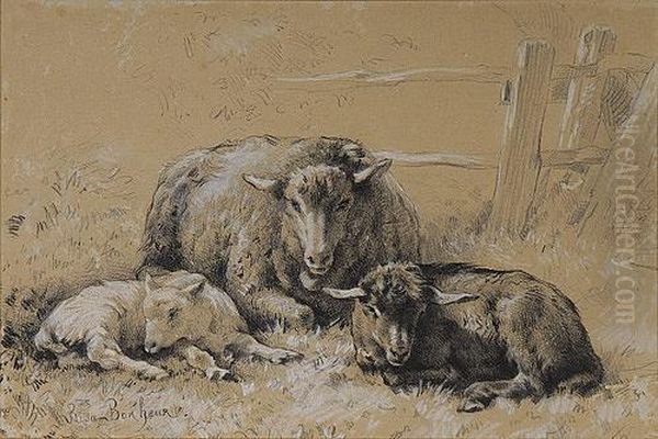 Sheep Resting In A Field - view 1
