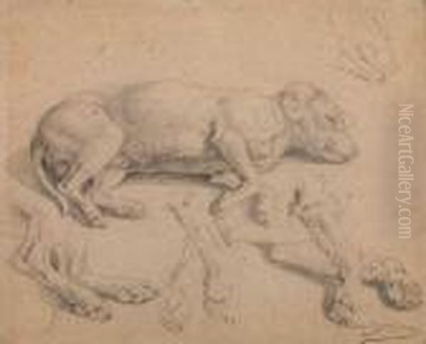 Studies Of A Sleeping Dog - view 1