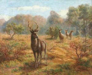 Cerf Et Biches Dans La Clairiere