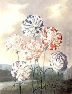 A Group of Carnations Dianthus caryophyllus by Henderson, Peter Charles