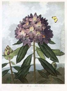 The Pontic Rhododendron by Henderson, Peter Charles