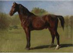 Study Of A Brown Bay Horse by Rosa Bonheur