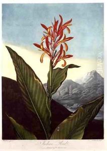Indian Reed by Henderson, Peter Charles
