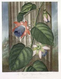 The Winged Passion Flower by Henderson, Peter Charles