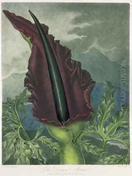 The Dragon Arum - view 1