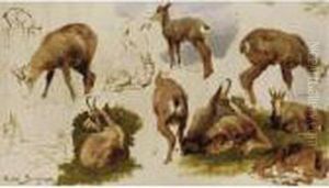 Studies Of An Isard by Rosa Bonheur
