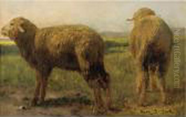 Sheep In A Meadow - view 1