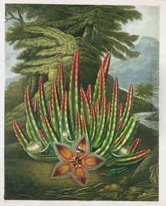 The Maggot Bearing Stapelia by Henderson, Peter Charles