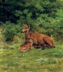 Biche Et Faon Dans Un Sous-bois