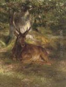 A Stag In A Forest