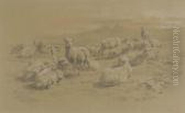 A Herd Of Resting Sheep - view 1