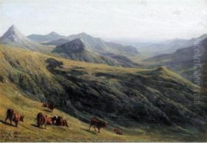 Cattle Grazing