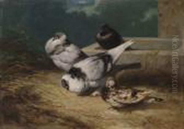 Les Pigeons - view 1