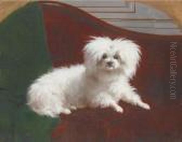 A Maltese - view 1