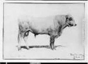 Taureau Crayon, Aquarelle Taureau Crayon, Aquarelle