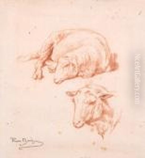 A Study Of A Sheep - view 1