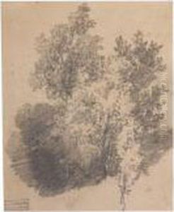 Study Of Trees Study Of Trees