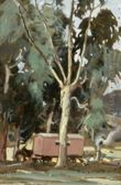 Eucalyptus Tree - view 1