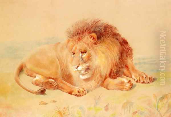 Lion - view 1