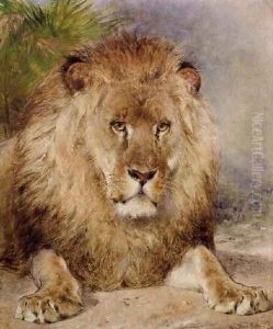 Lion 2