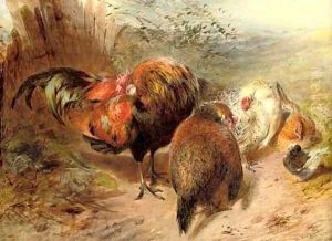 Chickens Chickens