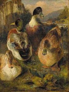 Study of Mallards