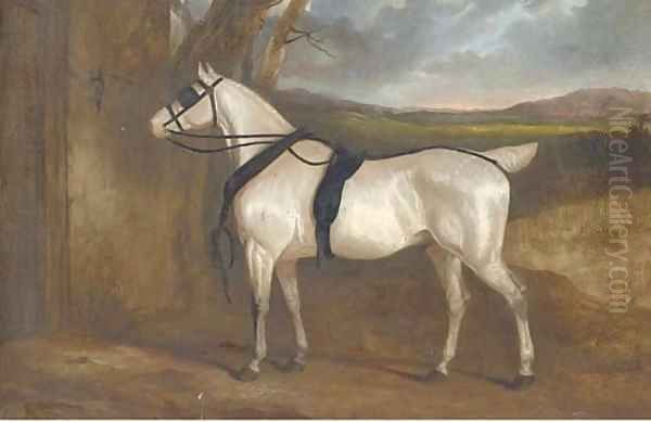 A grey carriage horse - view 1