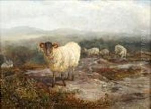 Black Face Mountain Ram